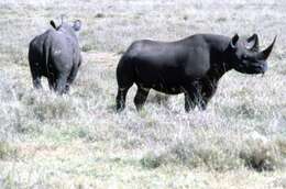 Image of Black Rhinoceros