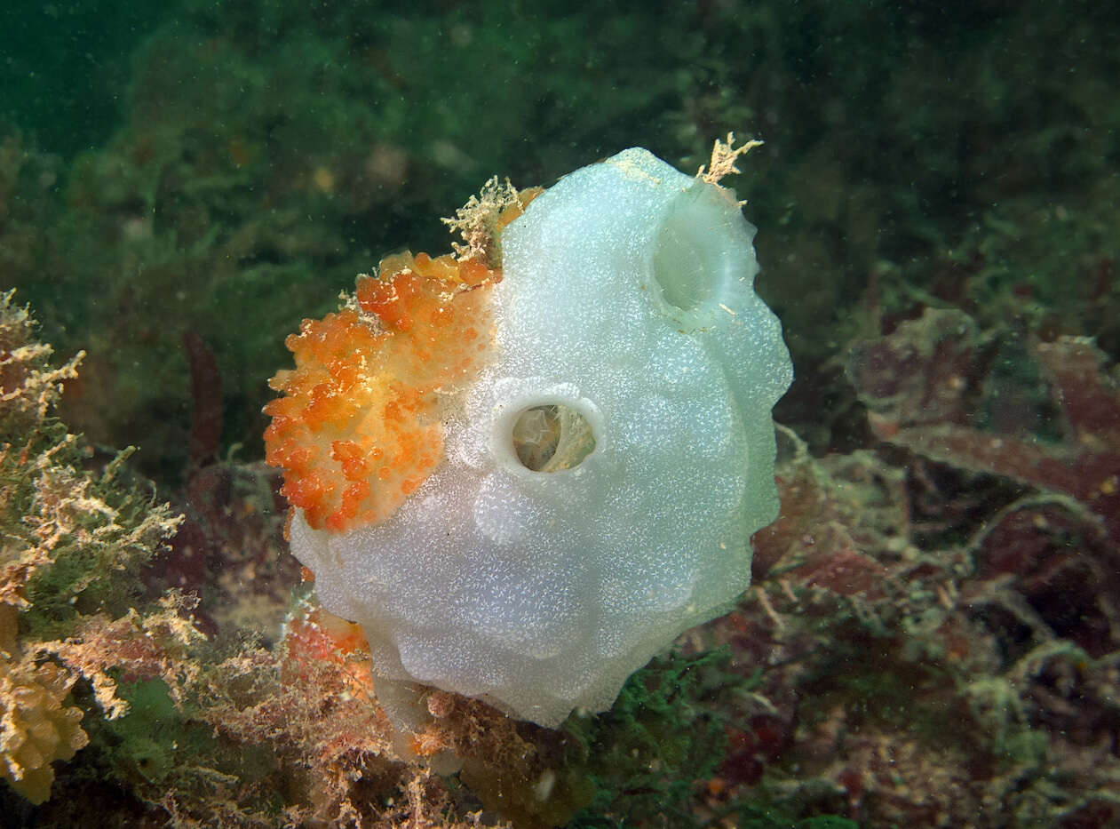 Image of white sea-squirt