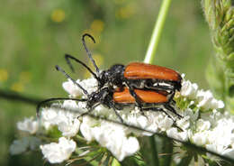 Image of Paracorymbia pallens (Brullé 1832)