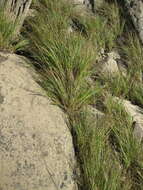 Image of Cumberland Sand-Reed