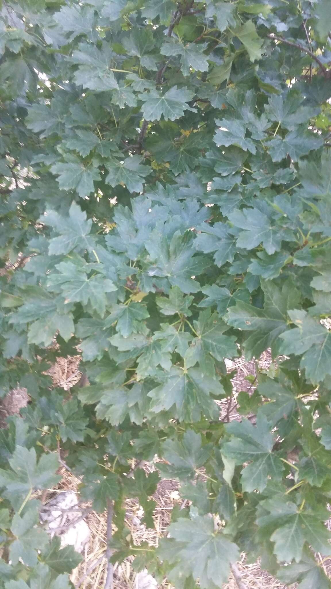 Acer hyrcanum subsp. stevenii (Pojark.) E. Murray的圖片