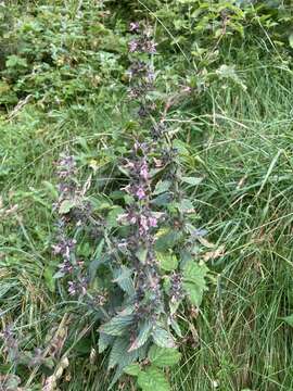 Imagem de Stachys alpina L.