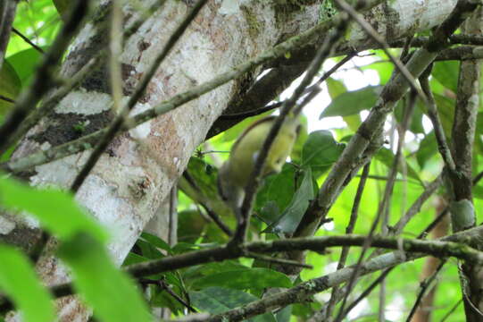 Image of Rufous-winged Antwren