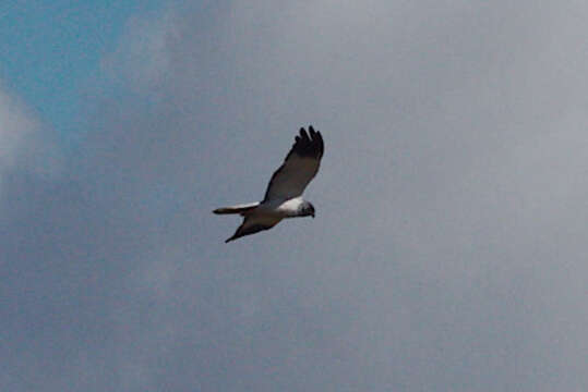 Image of Reunion Harrier