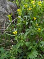 Image of Graceful Buttercup