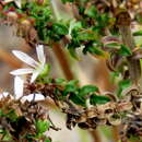 Sivun Wahlenbergia tenella (L. fil.) Lammers kuva
