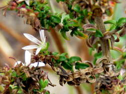 صورة Wahlenbergia tenella (L. fil.) Lammers