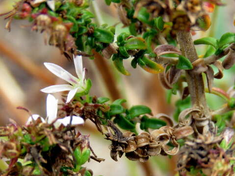 Plancia ëd Wahlenbergia tenella (L. fil.) Lammers