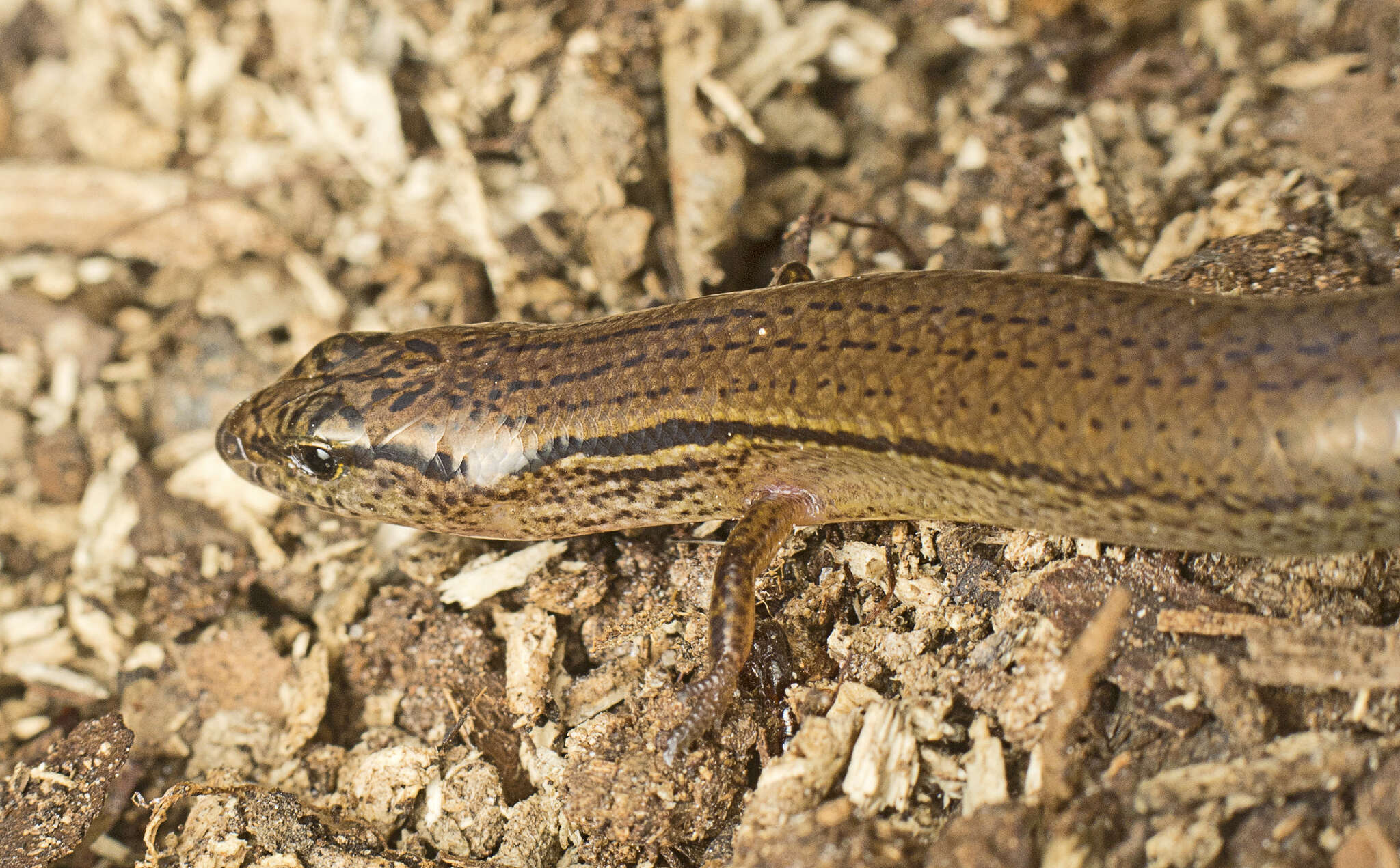 Image de Calyptotis