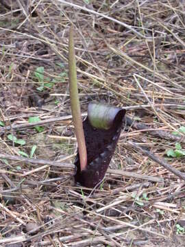 Image of Biarum tenuifolium subsp. arundanum (Boiss. & Reut.) Nyman