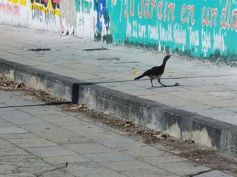 Image of White-bellied Chachalaca