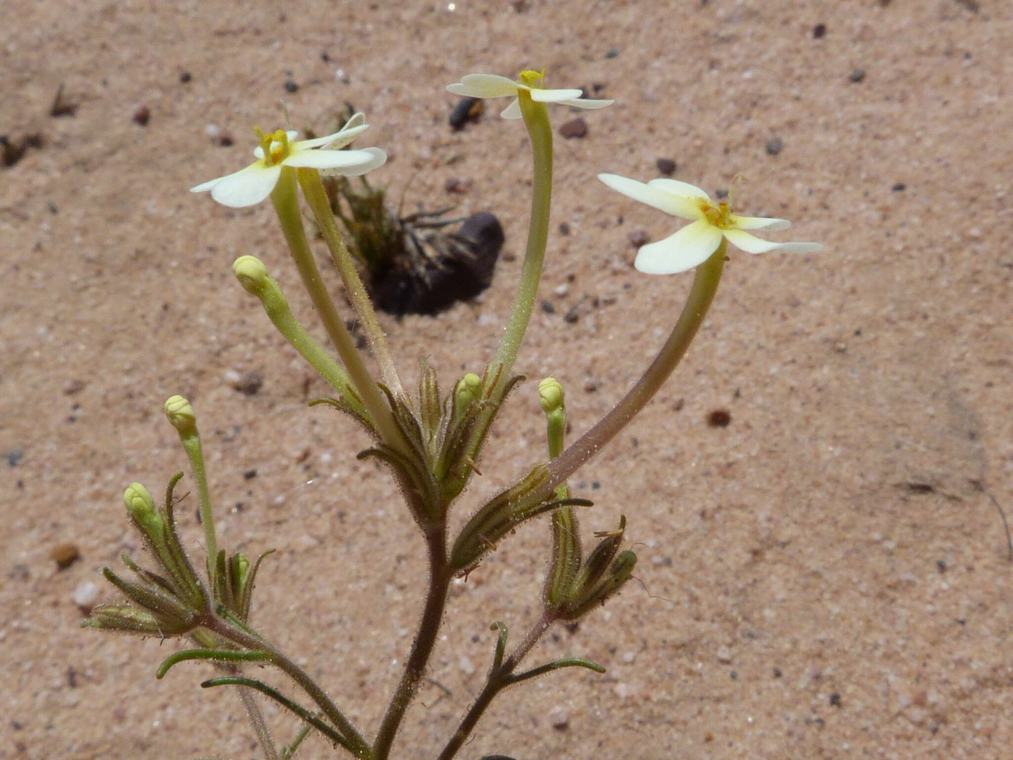 Image of Polycarena batteniana O. M. Hilliard