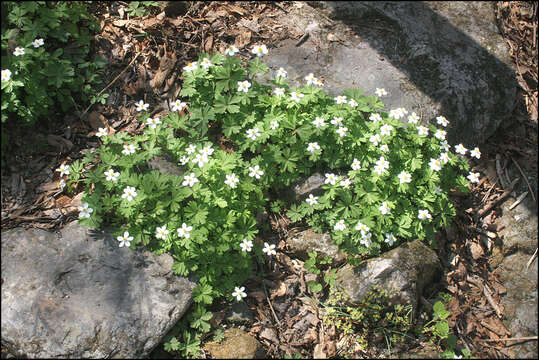 Image of Anemone koraiensis Nakai