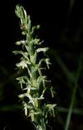 Image of Thurber's Bog Orchid