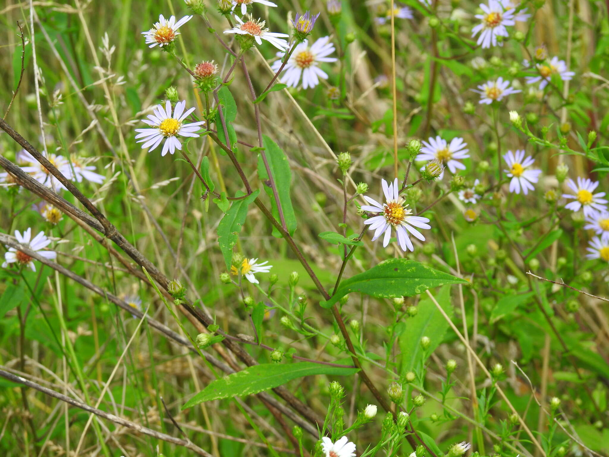 Слика од Symphyotrichum prenanthoides (Muhl. ex Willd.) G. L. Nesom