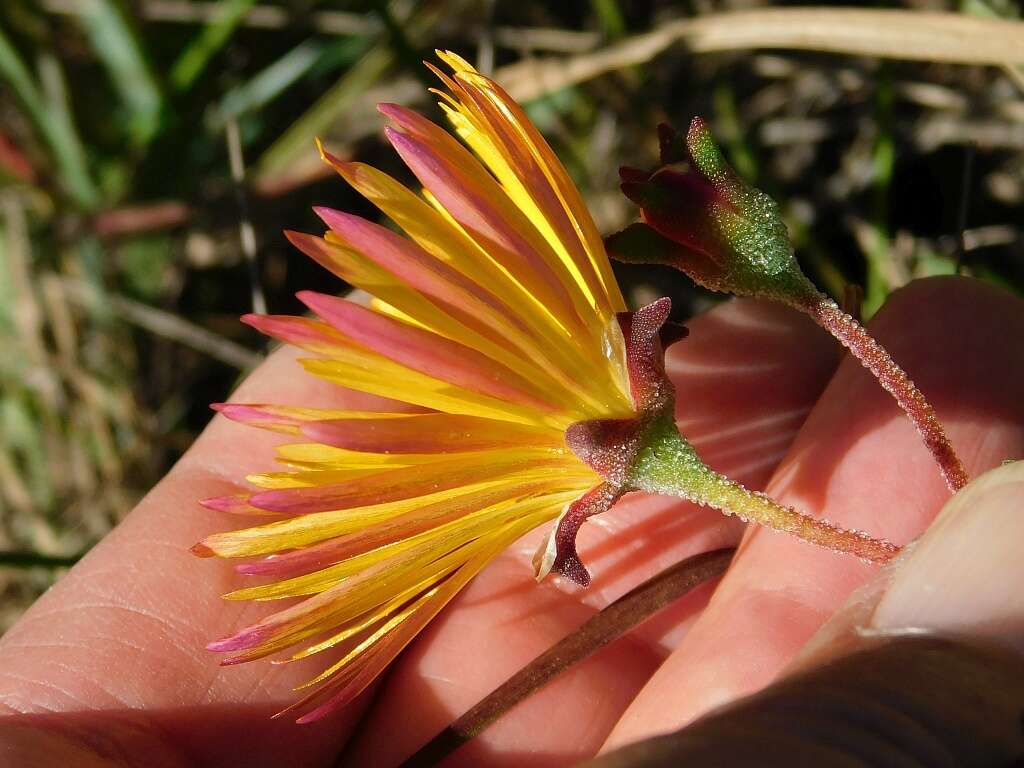 Imagem de Drosanthemum flavum (Haw.) Schwant.