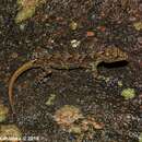 Image of Samanala day gecko