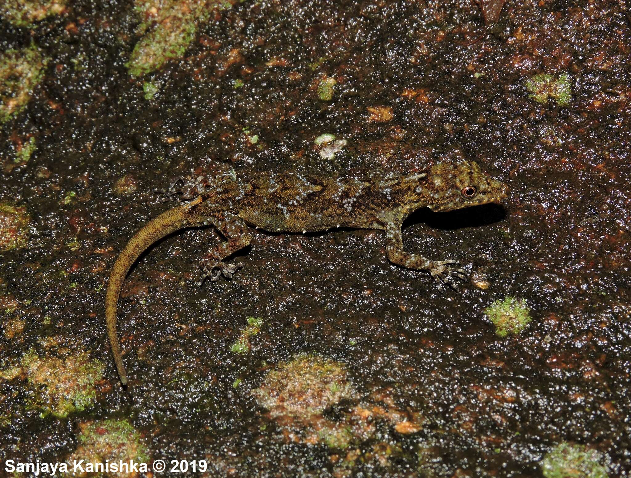 Image of Samanala day gecko
