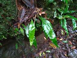 Image of Leptochilus wrightii (Hook.) X. C. Zhang