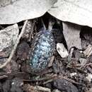 Image of Armadillidium simoni Dollfus 1887