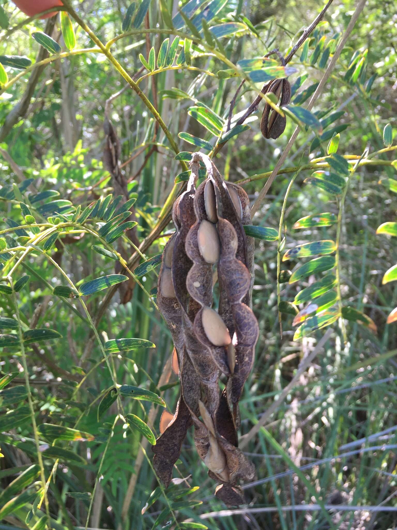 Image of Albizia inundata (Mart.) Barneby & J. W. Grimes