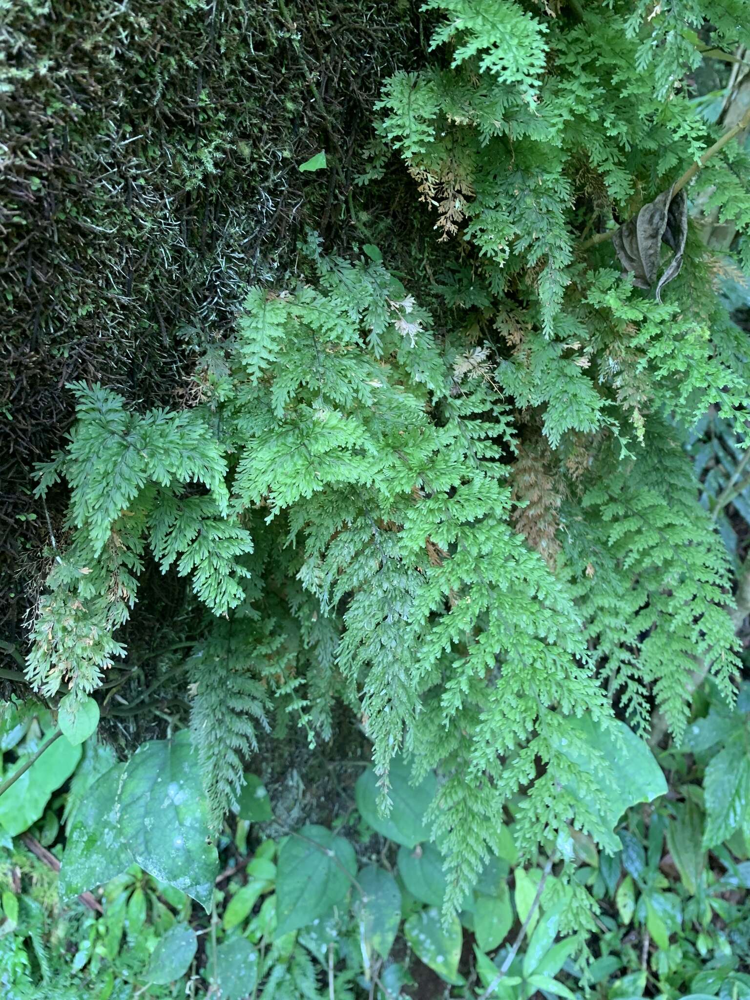 Plancia ëd Callistopteris apiifolia (Presl) Copel.