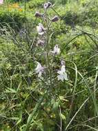 Delphinium variegatum subsp. kinkiense (Munz) M. J. Warnock的圖片