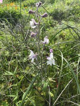 Delphinium variegatum subsp. kinkiense (Munz) M. J. Warnock的圖片