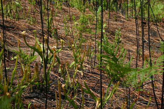 Image of Alabama Cranebrake Pitcherplant