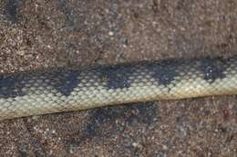 Hydrophis cyanocinctus Daudin 1803 resmi