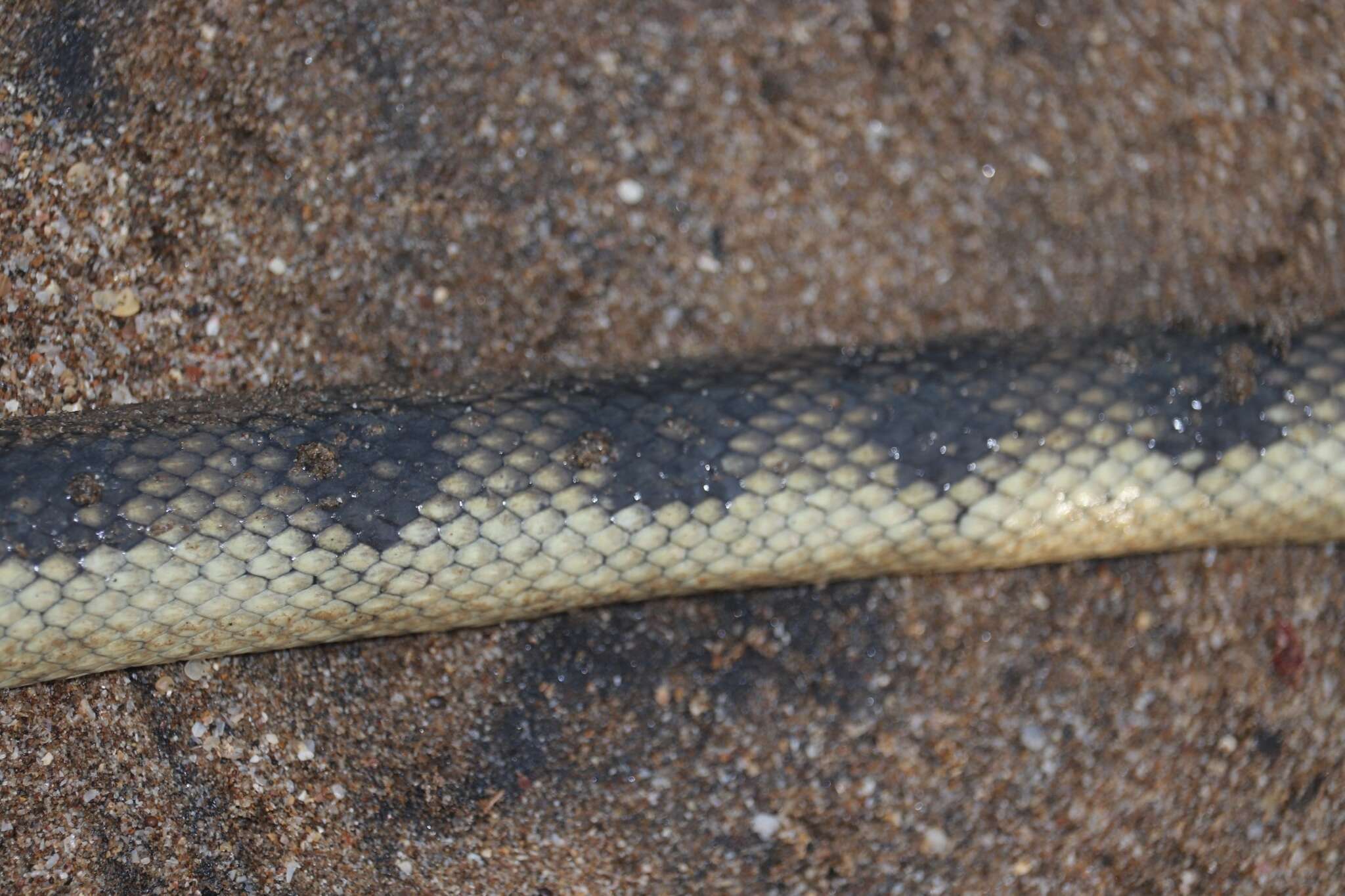 Image of Annulated Sea Snake