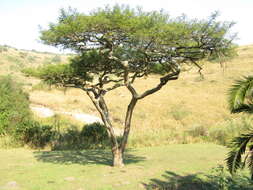 Image of Paperbark acacia