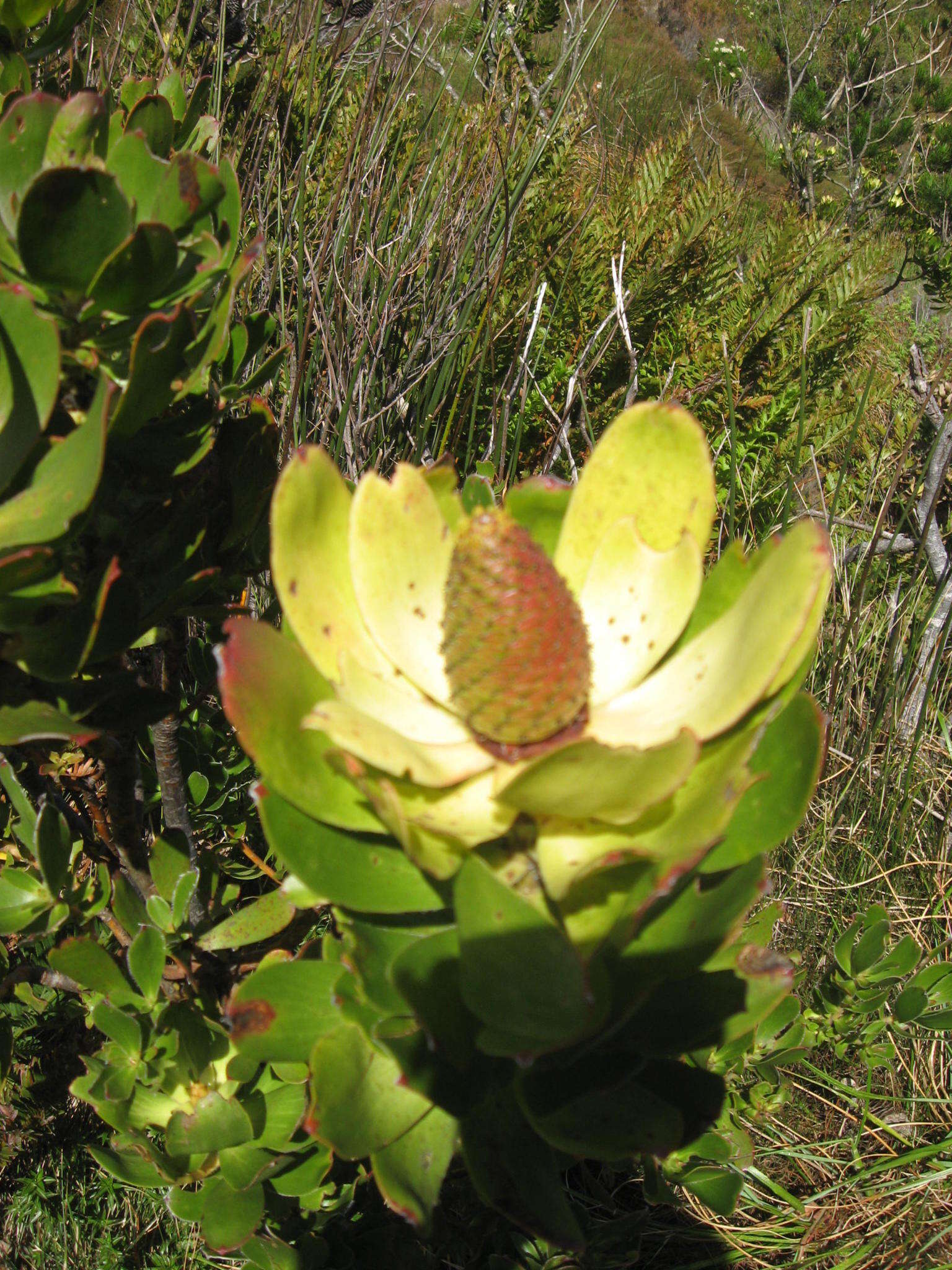 Plancia ëd Leucadendron strobilinum (L.) Druce