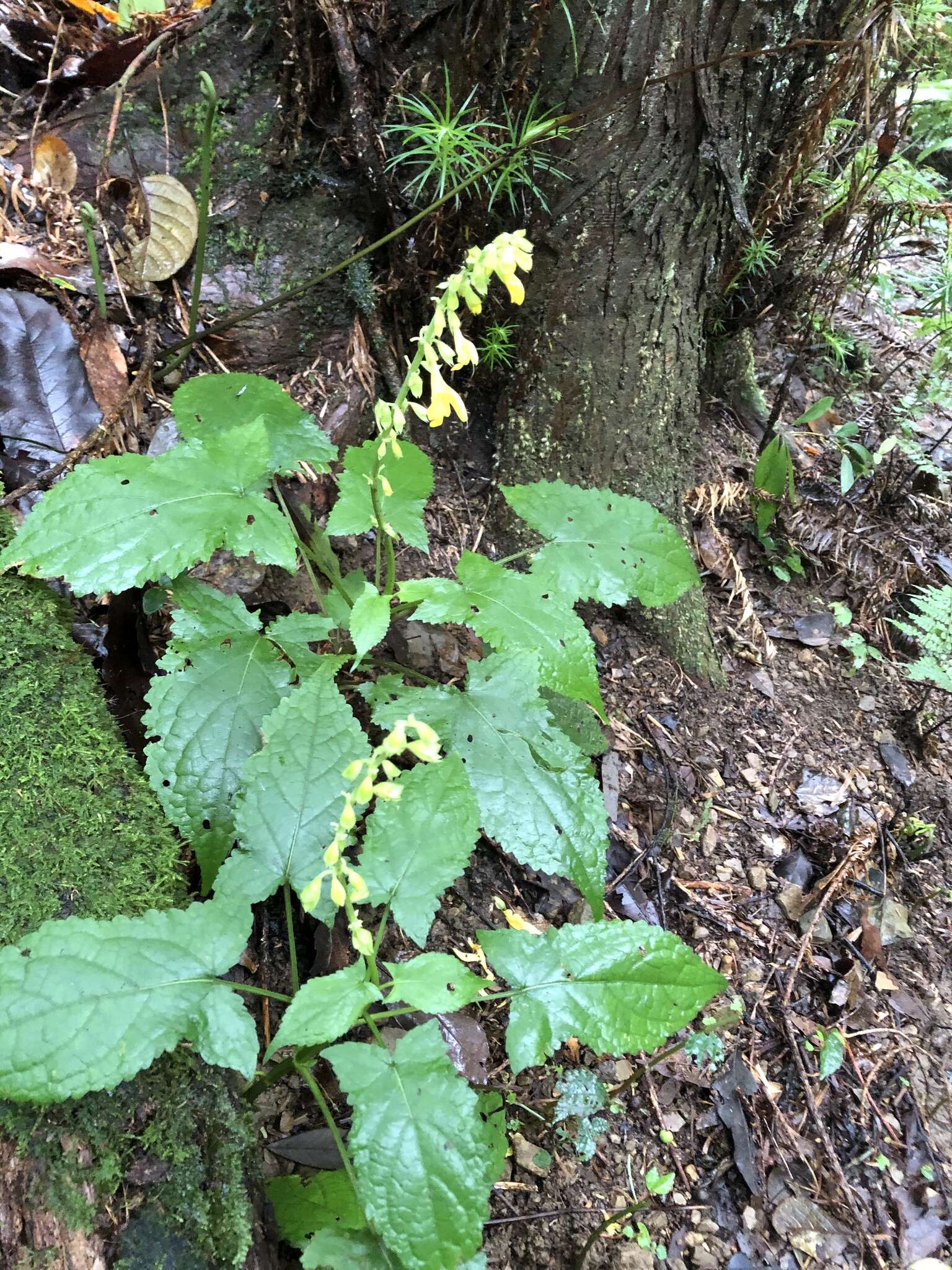 Image of Salvia japonica var. formosana Murata