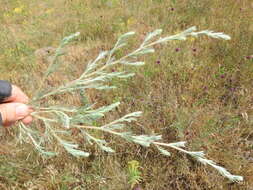 Plancia ëd Artemisia marschalliana Spreng.