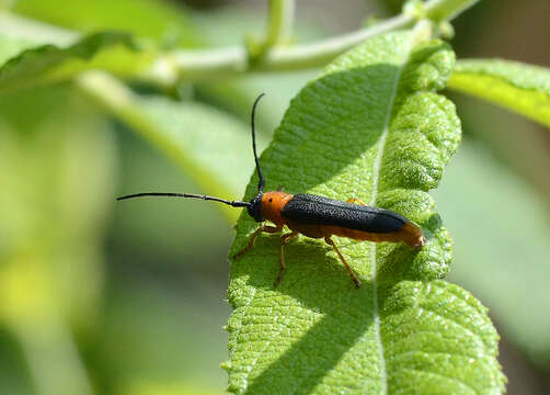 Image of Twin spot longhorn beetle