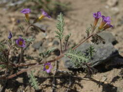 Image of twocolor phacelia