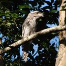 Image of Tawny frogmouth