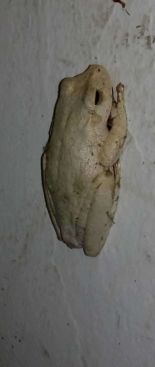 Image of Boana platanera