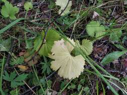 Image of Ranunculus fallax (Wimmer & Grab.) Schur