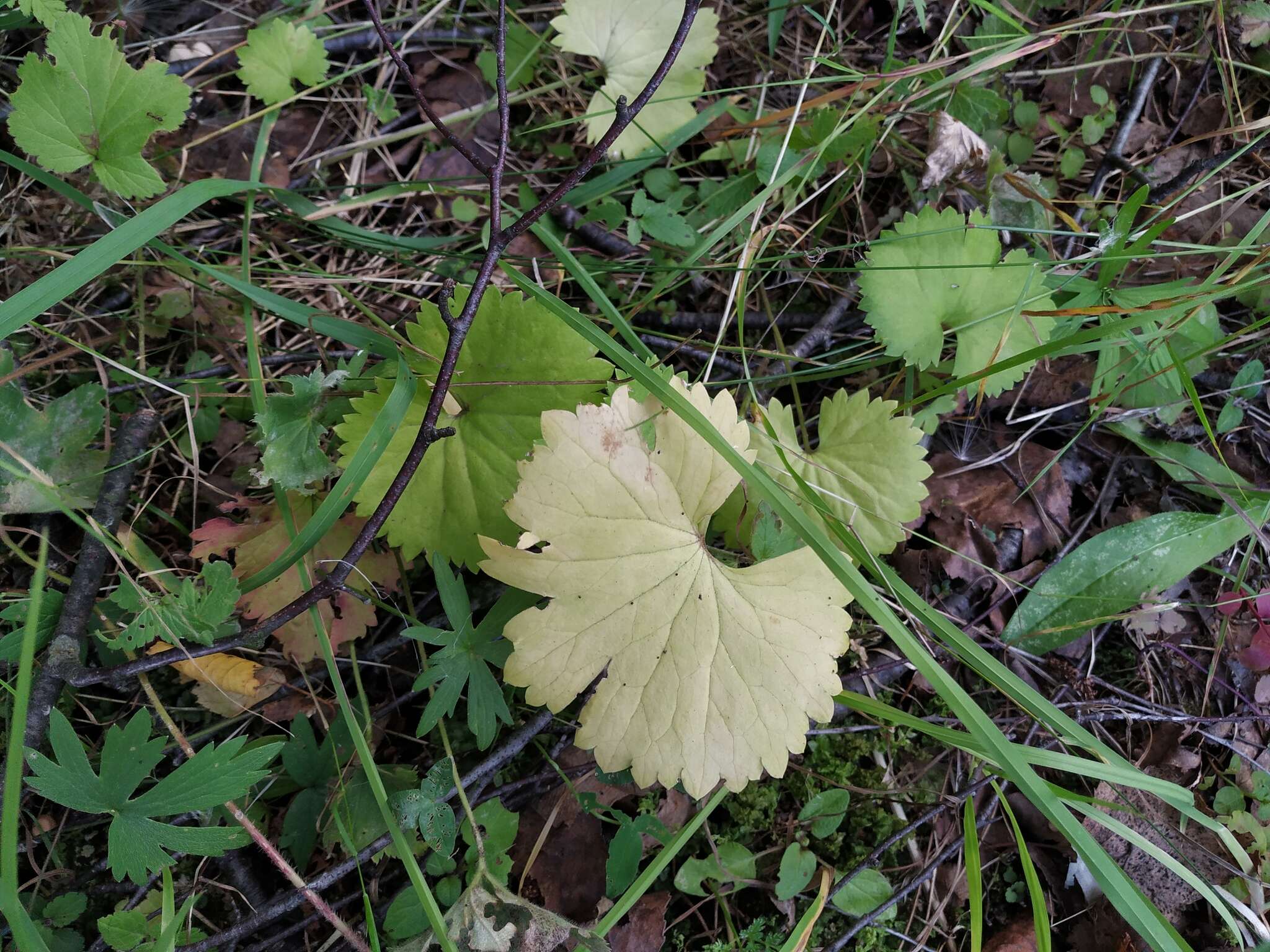 Image of Ranunculus fallax (Wimmer & Grab.) Schur
