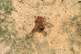 Image of Megachile ferruginea Friese 1903