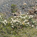 Image of Pimelea cryptica C. J. Burrows & Enright