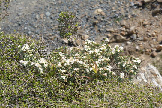 Image of Pimelea cryptica C. J. Burrows & Enright