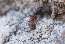 Image of Camponotus bakeri Wheeler 1904