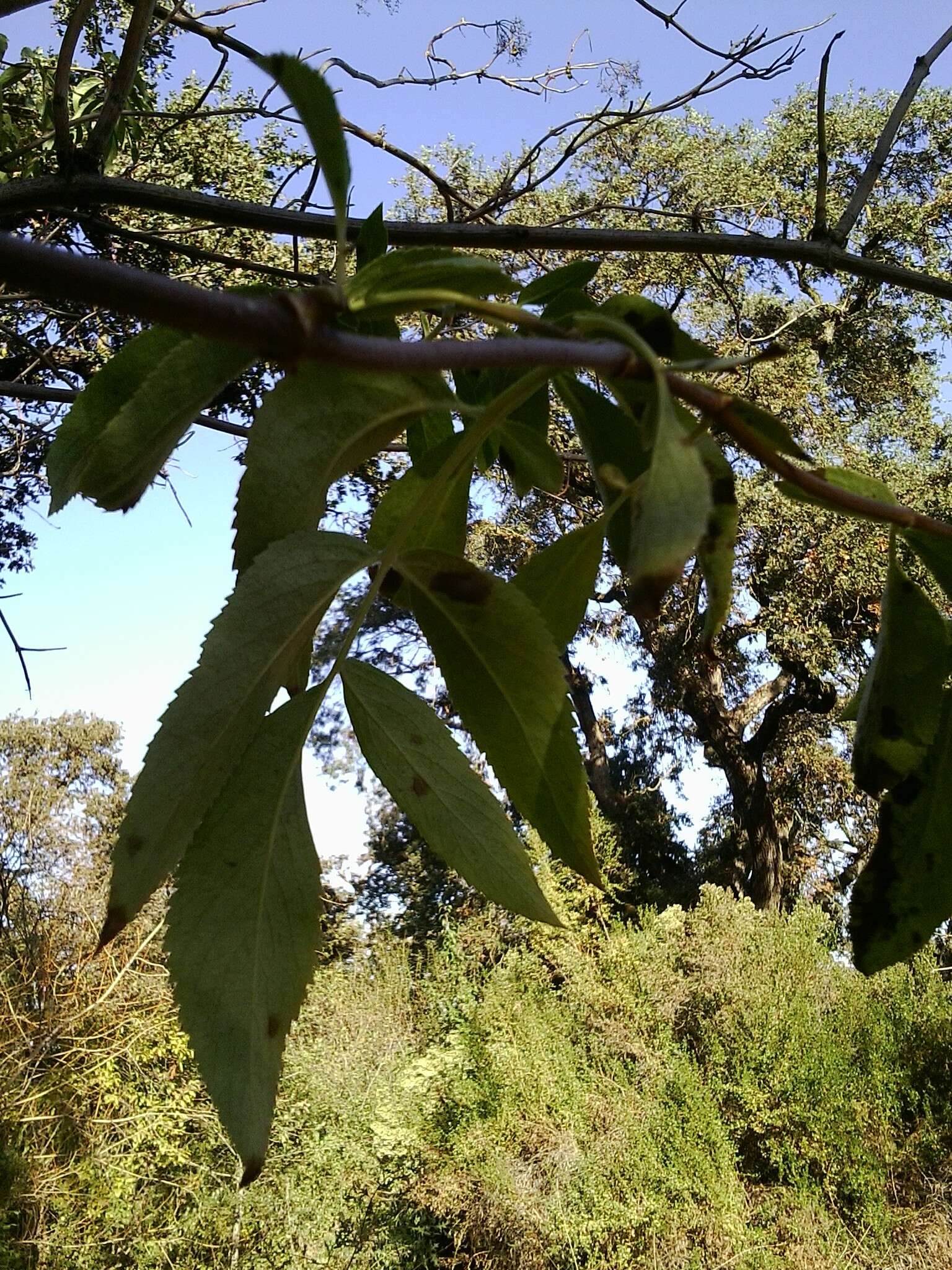 Image of <i>Sambucus cerulea</i>