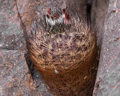 Eriosyce eriosyzoides (F. Ritter) Ferryman resmi