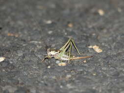 Image of Antaxius (Chopardius) chopardi Morales-Agacino 1936