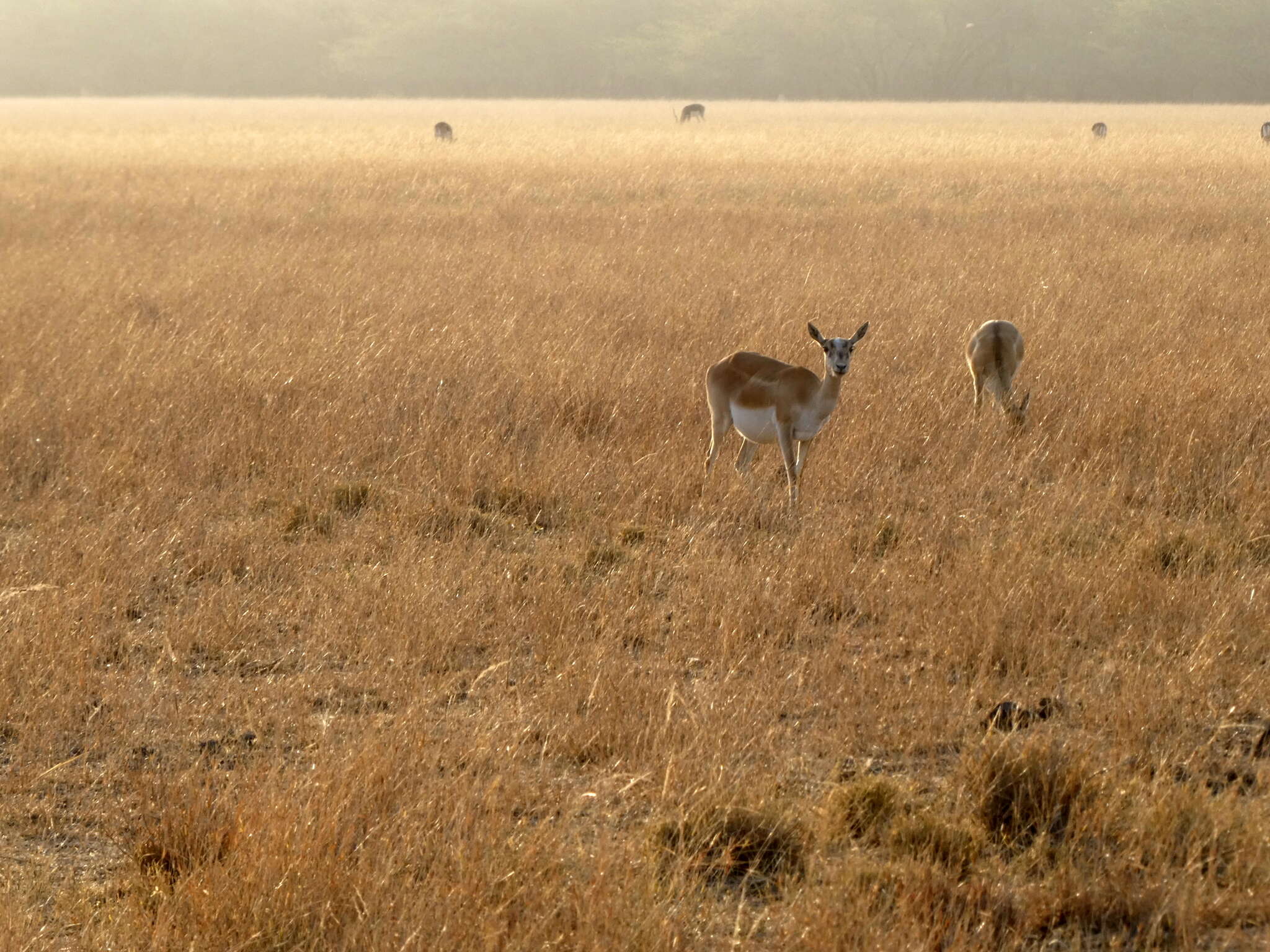 Image de Antilope Pallas 1766