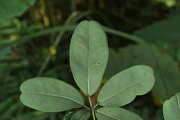 Image of Akebia longeracemosa Matsum.
